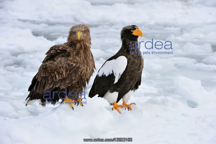 : Steller's Sea Eagle with White-tailed Eagle (Haliaeetus : Steller's Sea Eagle with White-tailed Eagle (Haliaeetus