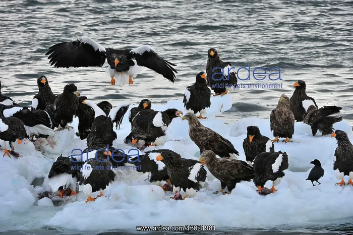 : Steller's Sea Eagle with White-tailed Eagles (Haliaeetus : Steller's Sea Eagle with White-tailed Eagles (Haliaeetus