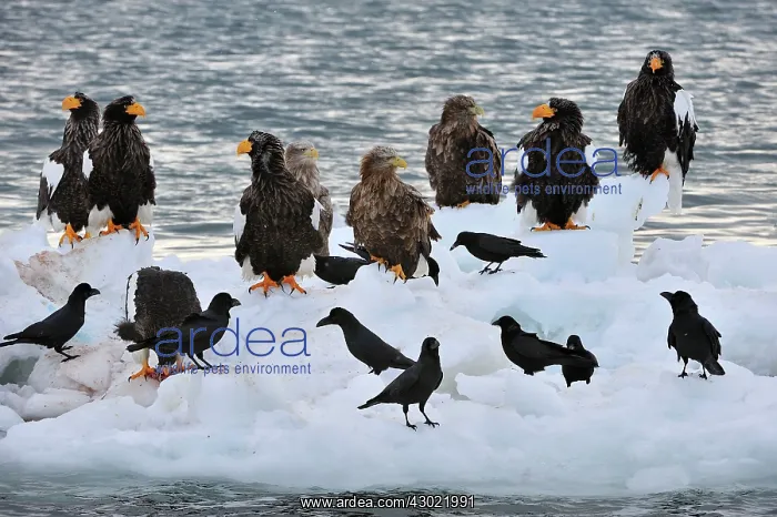 : Steller's Sea Eagle with White-tailed Eagles (Haliaeetus : Steller's Sea Eagle with White-tailed Eagles (Haliaeetus