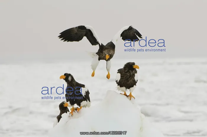 : Steller's Sea Eagle's : Steller's Sea Eagle's