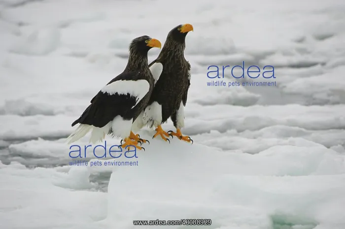 : Steller's Sea Eagle's : Steller's Sea Eagle's