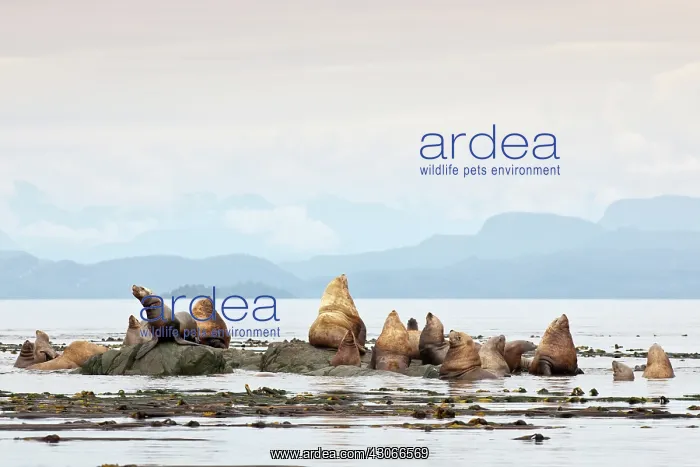: Steller's Sea Lion : Steller's Sea Lion