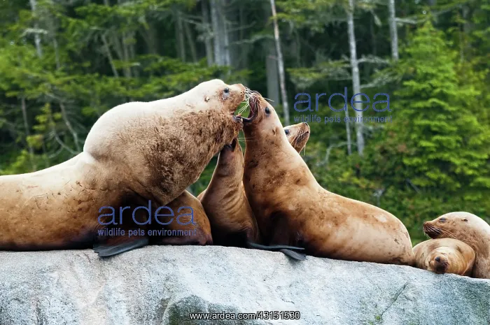 : Steller's Sea Lion : Steller's Sea Lion