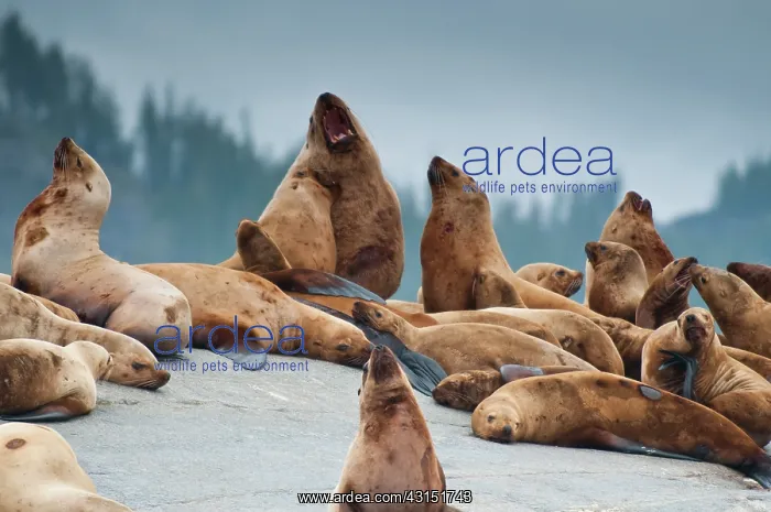 : Steller's Sea Lion : Steller's Sea Lion
