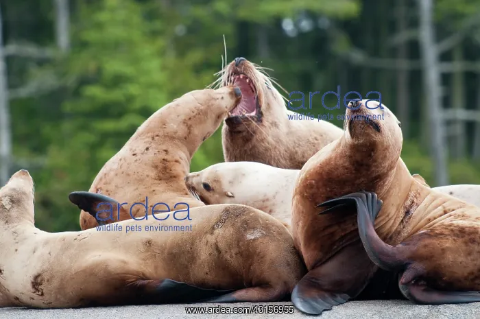 : Steller's Sea Lion : Steller's Sea Lion