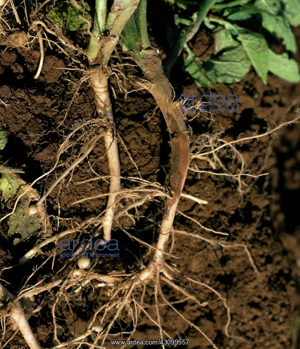 : Stem canker on potato : Stem canker on potato