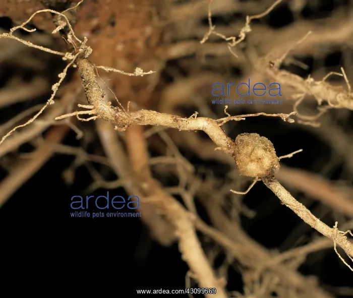  : Stem canker on potato