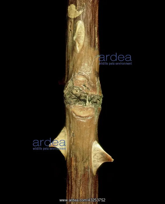 : Stem canker on rose : Stem canker on rose