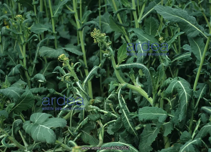 : Stem and Leaf Distortion : Stem and Leaf Distortion