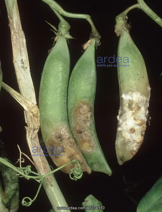 : Stem & pod rot of pea : Stem & pod rot of pea