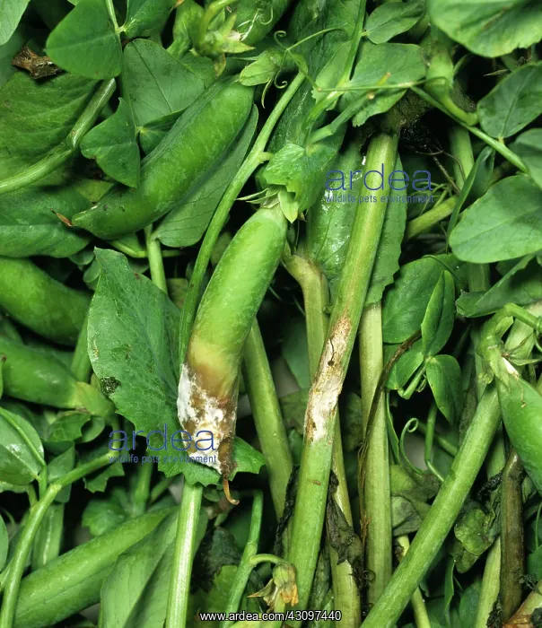 : Stem & pod rot in peas : Stem & pod rot in peas