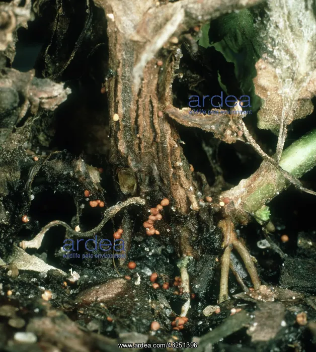 : Stem rot on chrysanthemum : Stem rot on chrysanthemum