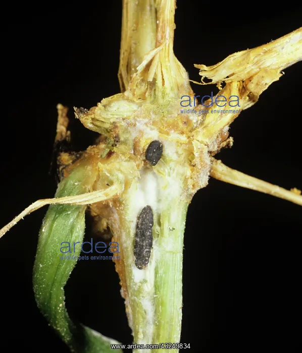 : Stem Rot on Cucumber stem : Stem Rot on Cucumber stem