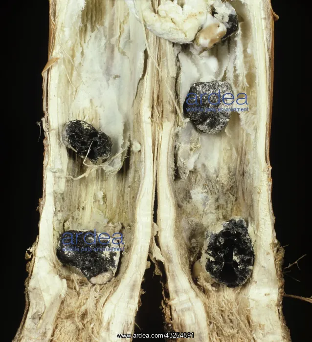 : Stem Rot in Oilseed Rape stem : Stem Rot in Oilseed Rape stem