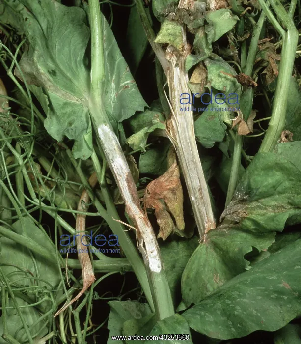  : Stem rot on pea