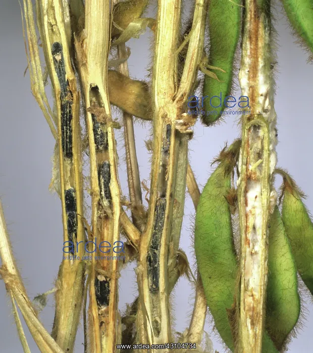 : Stem rot (Sclerotinia sclerotiorum) : Stem rot (Sclerotinia sclerotiorum)
