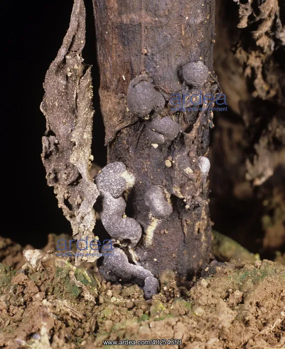 : Stem Rot (Sclerotinia sclerotiorum) : Stem Rot (Sclerotinia sclerotiorum)