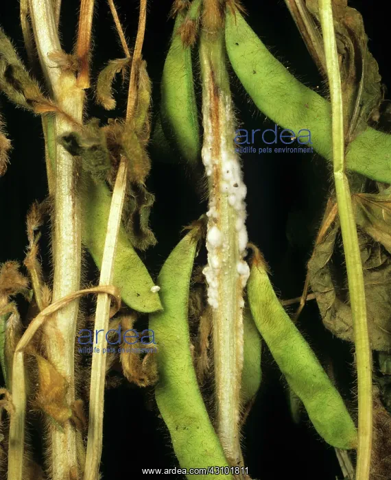 : Stem rot on Soy : Stem rot on Soy