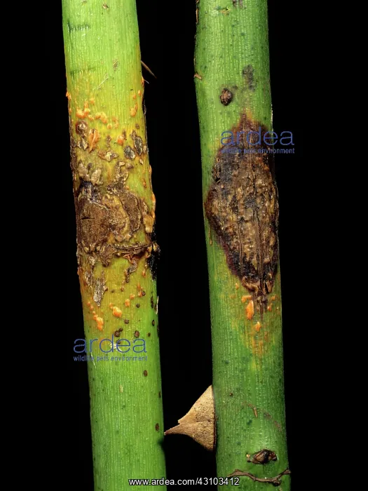 : Stem rust (Kuehneola uredinis) : Stem rust (Kuehneola uredinis)