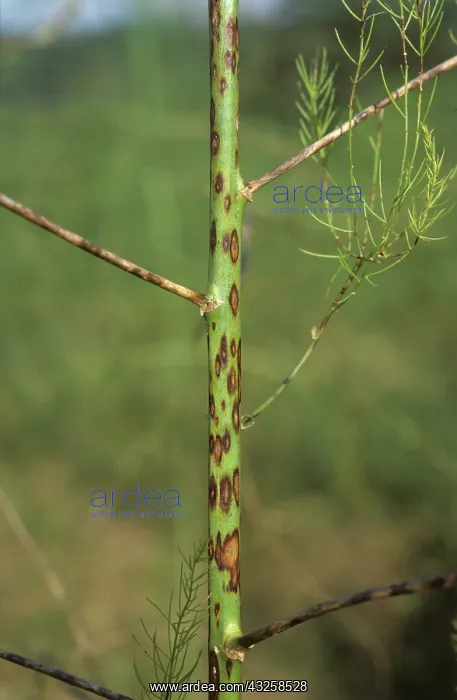 : Stem Spot (Phomopsis sp.) on Asparagus : Stem Spot (Phomopsis sp.) on Asparagus