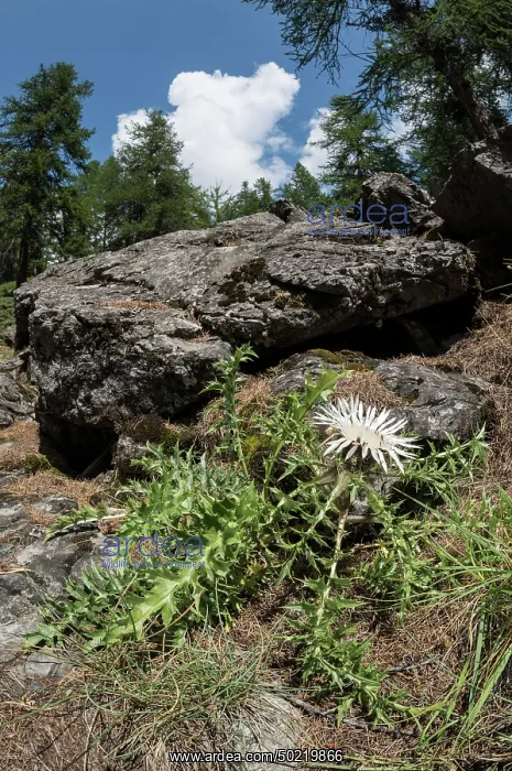 : Stemless carline thistle or dwarf carline thistle (Carlina acaulis) growing in mountain habitat, Piedmont, Italy : Stemless carline thistle or dwarf carline thistle (Carlina acaulis) growing in mountain habitat, Piedmont, Italy