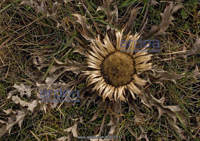 : A stemless carline thistle, widely used as a good : A stemless carline thistle, widely used as a good