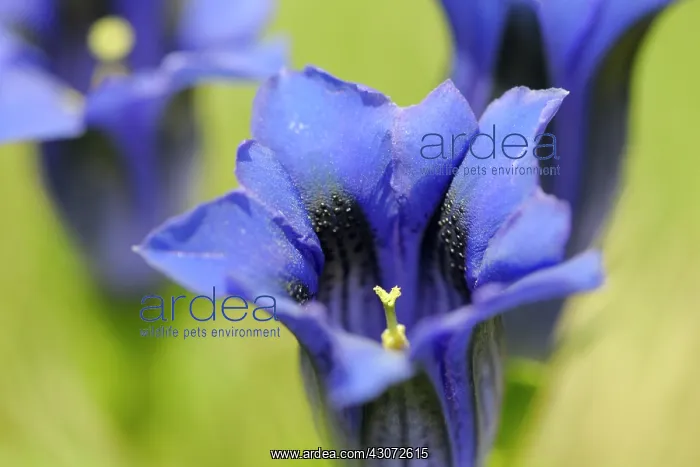 : Stemless gentian : Stemless gentian