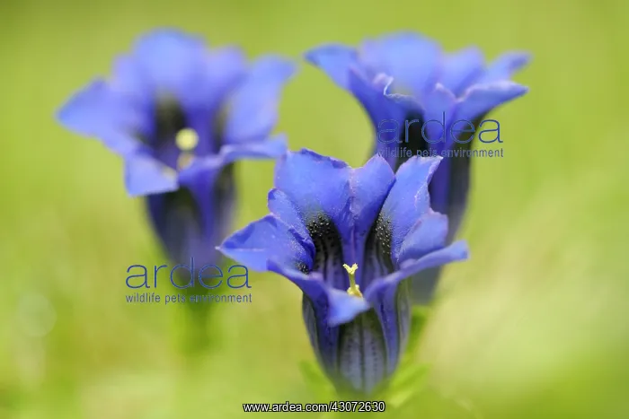 : Stemless Gentian : Stemless Gentian