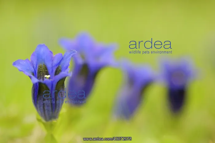 : Stemless Gentian : Stemless Gentian