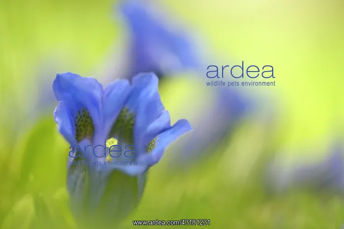 : Stemless Gentian : Stemless Gentian