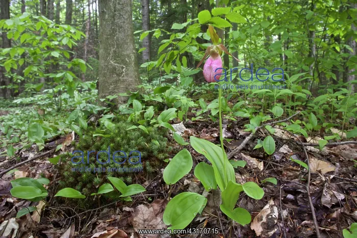 : Stemless Lady's Slipper : Stemless Lady's Slipper