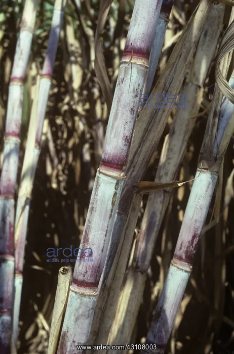 : Stems on a mature sugar cane crop, Thailand : Stems on a mature sugar cane crop, Thailand