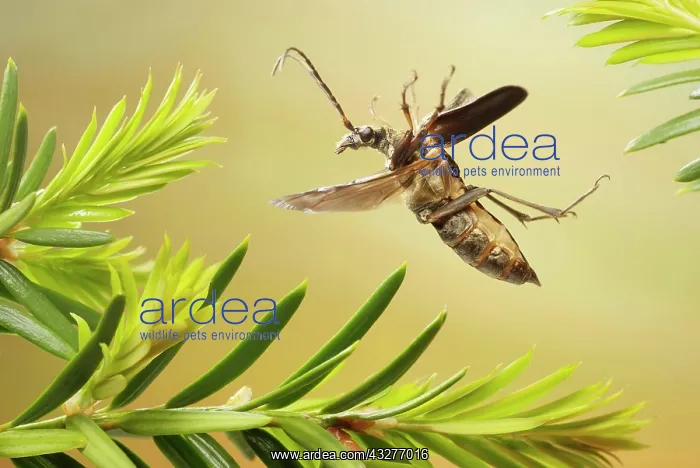 : Stenocorus meridianus (Stenocorus meridianus) flying : Stenocorus meridianus (Stenocorus meridianus) flying