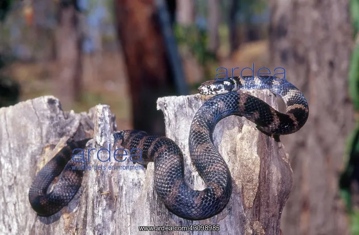 : Stephens Banded Snake : Stephens Banded Snake