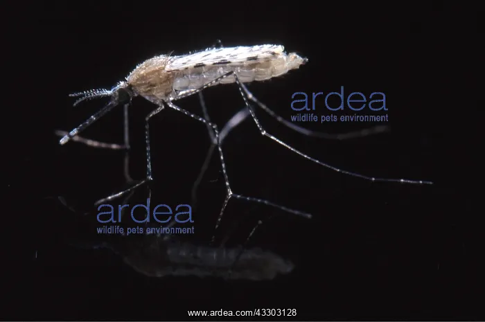 : Stephensi MOSQUITO - emerged : Stephensi MOSQUITO - emerged