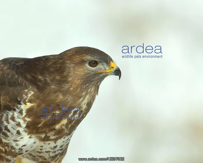 : Steppe buzzard (Buteo buteo) dark variant, dark : Steppe buzzard (Buteo buteo) dark variant, dark