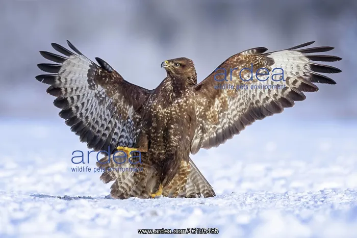 : Steppe buzzard (Buteo buteo) fending off a conspecific : Steppe buzzard (Buteo buteo) fending off a conspecific