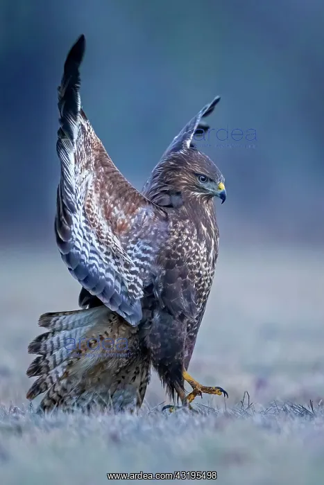 : Steppe buzzard (Buteo buteo) fending off a conspecific : Steppe buzzard (Buteo buteo) fending off a conspecific