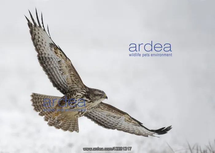 : Steppe buzzard (Buteo buteo) flies over snowy meadow : Steppe buzzard (Buteo buteo) flies over snowy meadow
