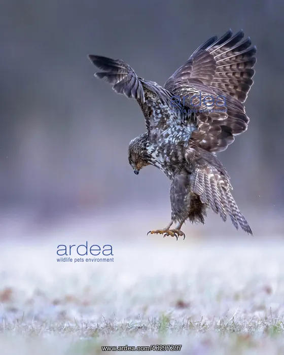 : Steppe buzzard (Buteo buteo) hunting, shaking flight : Steppe buzzard (Buteo buteo) hunting, shaking flight