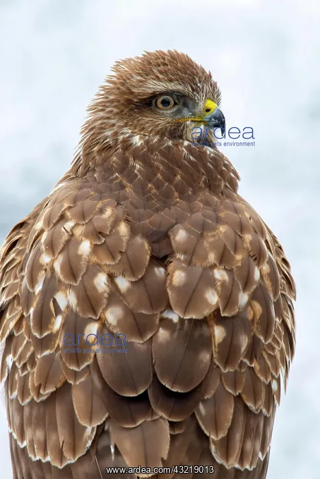 : Steppe buzzard (Buteo buteo), portrait, Terfens : Steppe buzzard (Buteo buteo), portrait, Terfens