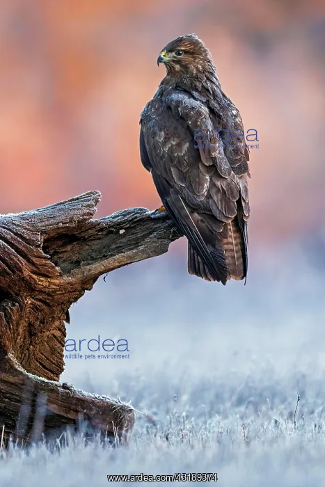 : Steppe buzzard (Buteo buteo) on root in sunrise : Steppe buzzard (Buteo buteo) on root in sunrise