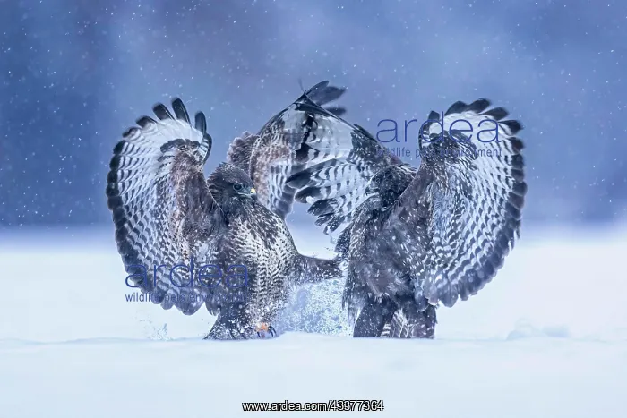 : Steppe buzzard (Buteo buteo) Territorial dispute : Steppe buzzard (Buteo buteo) Territorial dispute