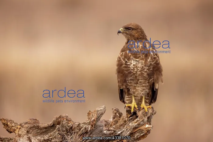 : Steppe buzzard (Buteo buteo) on tree stump, Toledo : Steppe buzzard (Buteo buteo) on tree stump, Toledo