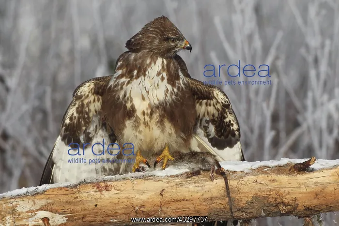  : Steppe buzzard (Buteo buteo) in winter, with captured