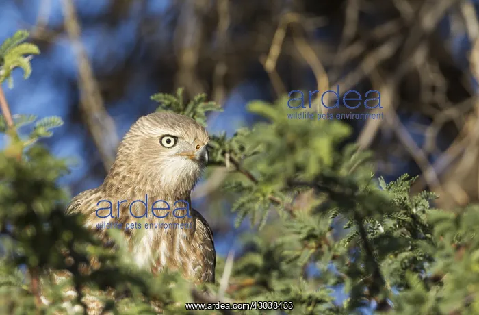 : Steppe Buzzard - immature - Kalahari Desert, Kgalagadi : Steppe Buzzard - immature - Kalahari Desert, Kgalagadi