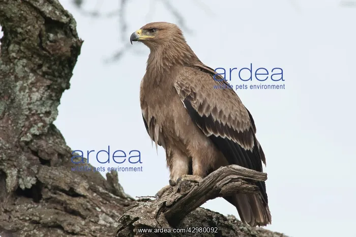 : Steppe Eagle : Steppe Eagle