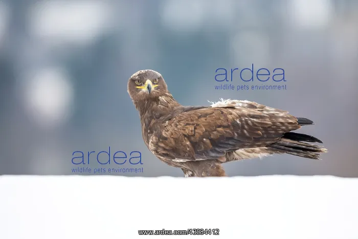  : Steppe Eagle