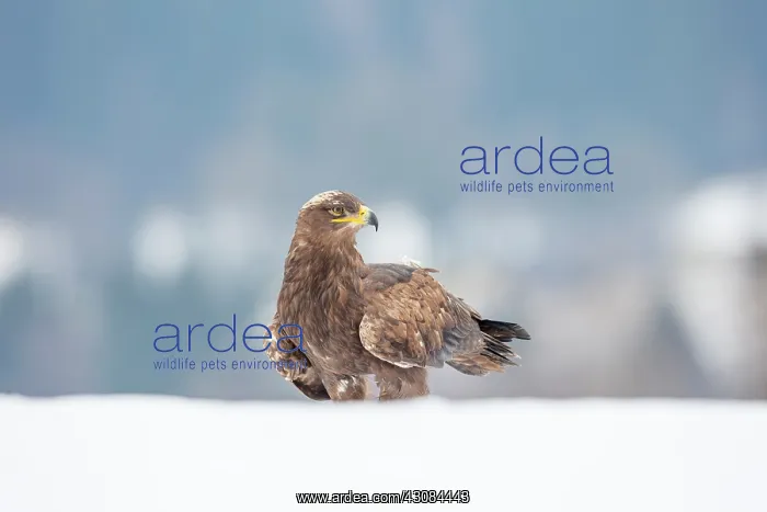 : Steppe Eagle : Steppe Eagle