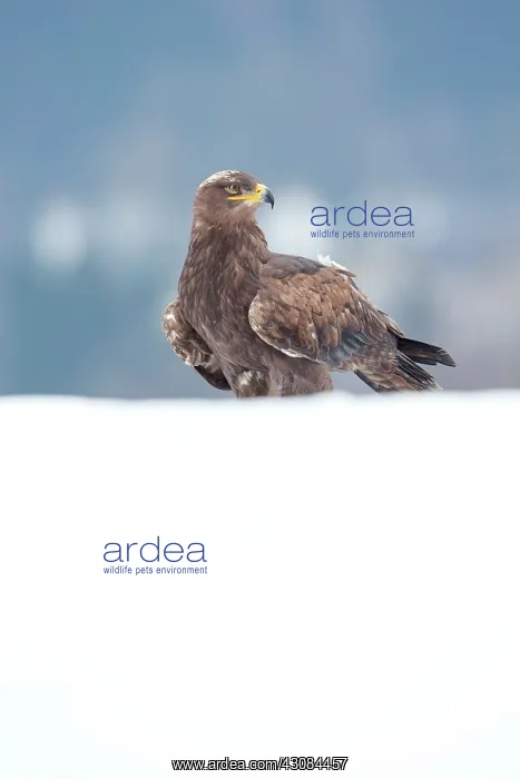 : Steppe Eagle : Steppe Eagle